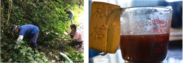 左圖：團隊進行初始的植物採集  /  右圖：榔榆的色素紀錄