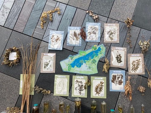 標本背板分別使用3種顏色，綠色的「埤塘」、褐色的「溝渠」、藍色的「海洋」，分類出3種不同的棲地植物，標本中間擺放著蘭博濕地植物分布圖，快速對照12種植物相對位子。