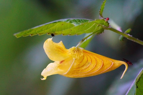 花型特殊、花色鮮黃的黃花鳳仙花是台灣重要原生景觀植物之一