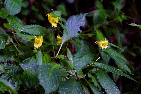 在思源埡口邂逅黃花鳳仙花