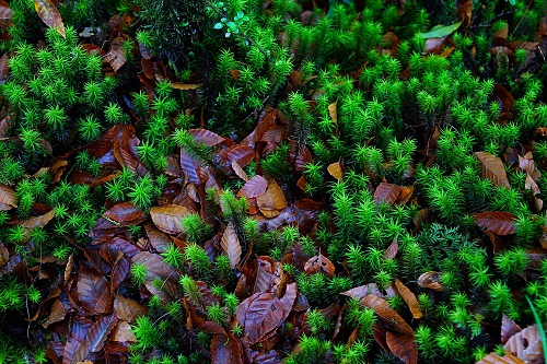 台灣水青岡的落葉與翠綠土馬騌植物共譜美麗畫面