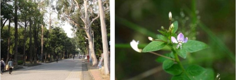 圖26：工學大道上的大樹參天吸引多樣的蟲魚鳥獸(右為檸檬桉等) / 圖27：由成大教員發現並命名的成功白花菜(成大博物館提供)