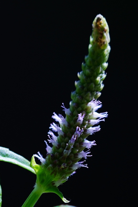 水虎尾花序特寫，有像老虎尾巴嗎？