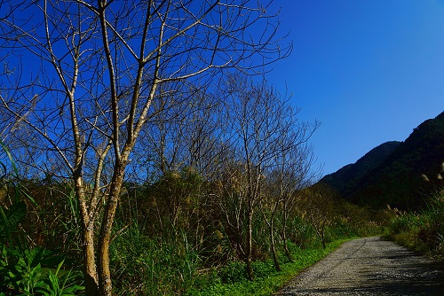 多年生落葉樹的水社柳，冬季限定的蕭瑟感。