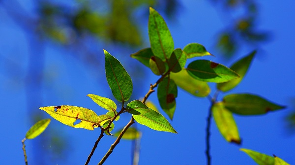 水社柳的葉緣帶小鋸齒且葉基為圓形或心形為其判別重點