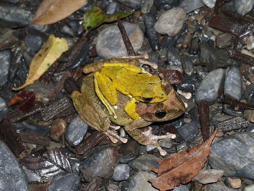 蘭陽山水中的小精靈