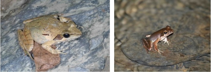 左圖：體型較肥胖的梭德氏赤蛙雌蛙 / 右圖：體型較瘦長的梭德氏赤蛙雄蛙