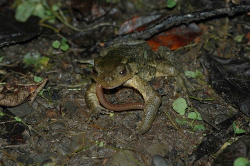 盤古蟾蜍的食物除昆蟲之外，蚯蚓也是牠的最愛。