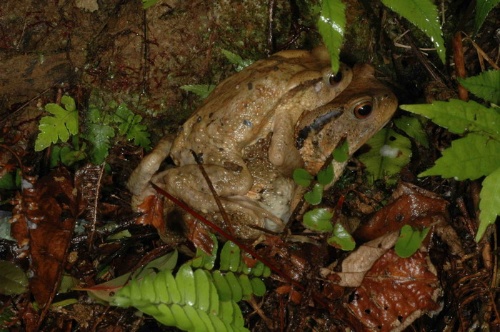 盤古蟾蜍假交尾