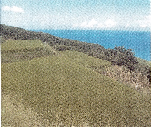 新社的平地並不多，不過周遭海拔約20公尺的小丘，大小溪縱橫，引水容易，擅於水稻種植的噶瑪蘭人很快地便看到這優勢，不但在平地闢水田，連緩坡上也出現一塊塊的梯田。