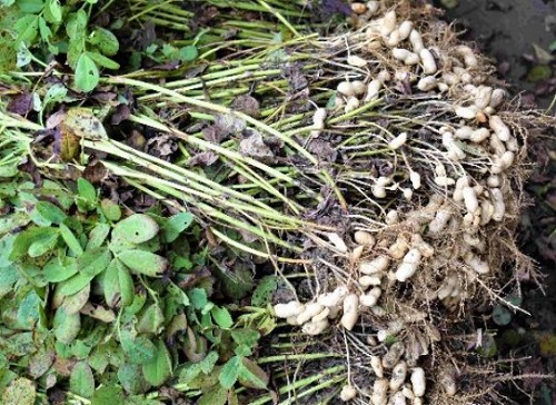 農人正在採收花生，我們撿拾枝葉染色。