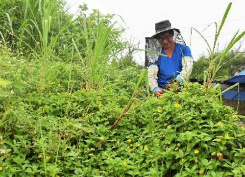 採集南美蟛蜞菊