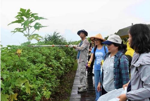 壯圍海濱採集王爺葵