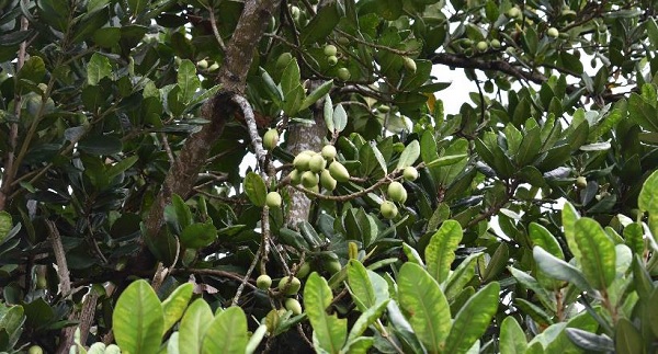 大葉山欖的果實