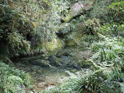 小徑中由雨水匯集而成的小水潭