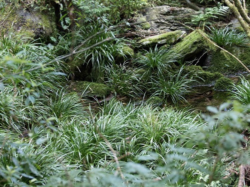 小徑旁的石菖蒲群落