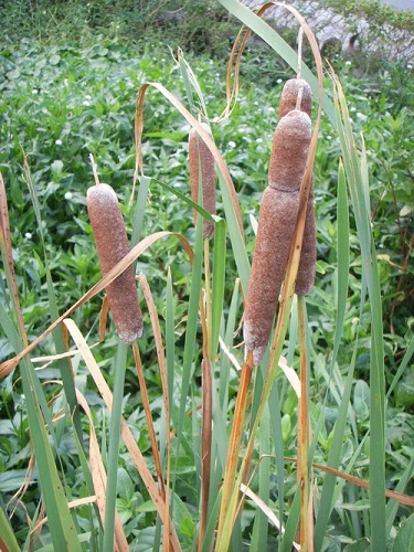 南澳闊葉林自然保留區-雲霧中的鬼湖-植物篇(二)