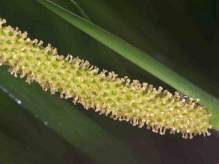 石菖蒲的肉穗花序