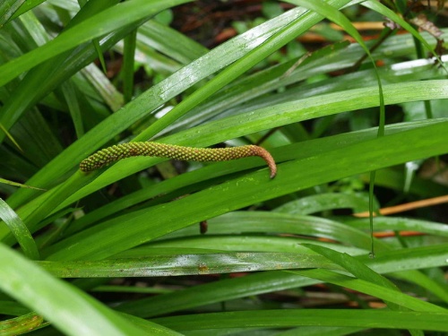 石菖蒲長圓錐形肉穗花序從葉中間部位的側邊長出，是極為特別的開花方式。