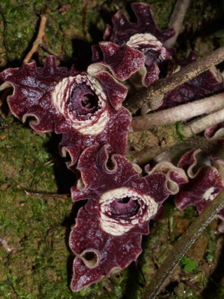 大花細辛的花沒有花瓣