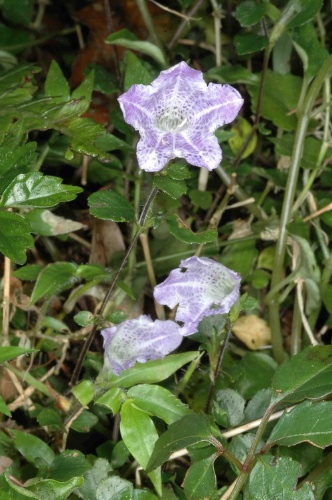 蘭崁馬藍