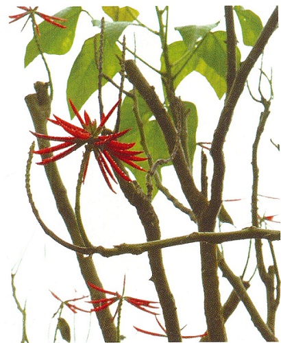 每年四、五月刺桐花開時，就是花東一帶的噶瑪蘭族開始捕飛魚的時候。