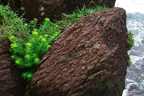 岩大戟與少數禾本科植物是海岸最前線的悍將