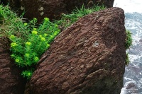 蘭陽海岸最前線的孤獨悍將─岩大戟