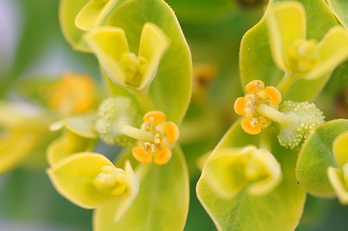 獨特的花器構造是岩大戟迷人之處