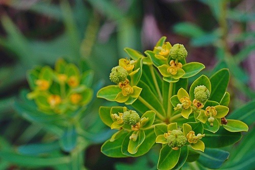 初春3月是岩大戟甦醒綻放季節