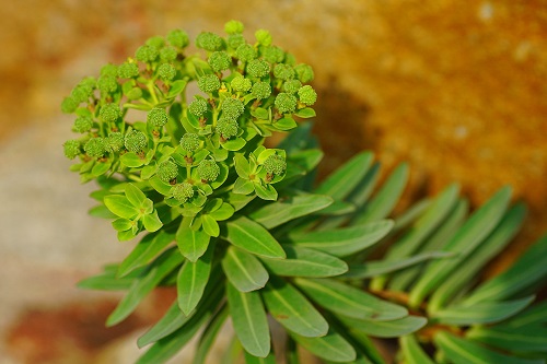 結實纍纍的岩大戟，種子傳播的機制尚待研究。