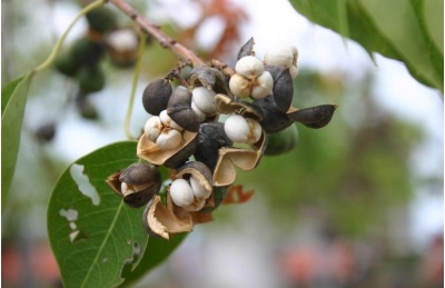 烏桕種子被白色蠟質層