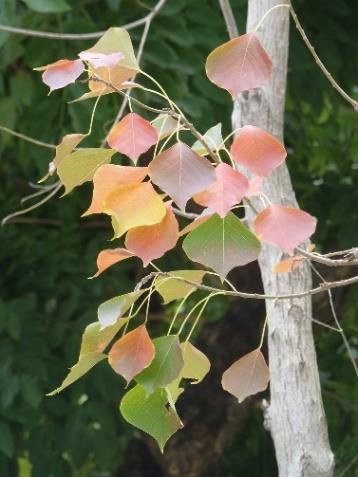 冬季時烏桕的葉片會轉橙紅