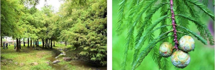 左：落羽松林 / 右：落羽松果實