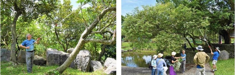 左：用高枝剪採集枝葉 / 右：採集水柳枝葉