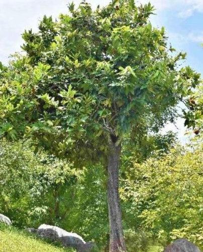 蘭陽泉旁小丘上的毛柿