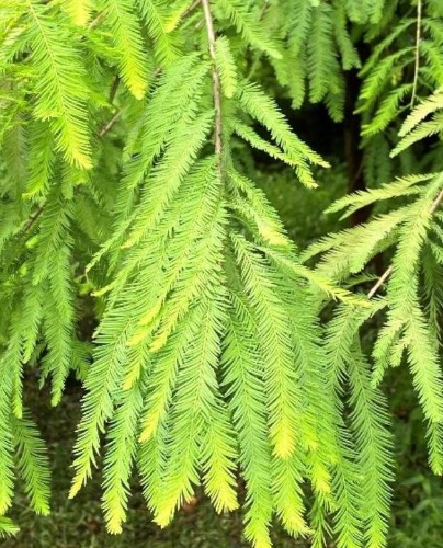 落羽松葉片扁平線形