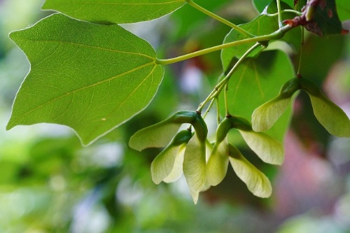 臺灣三角楓的最後方舟