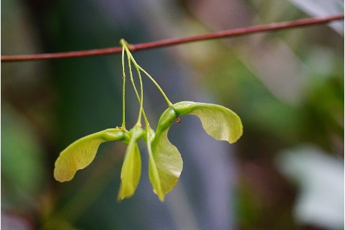 分離翅果是臺灣三角楓的果實特色。