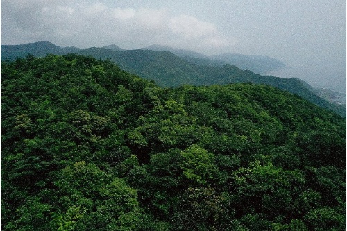 宜蘭北部頭城山區面迎東北季風的風衝林，孕育許多珍稀物種。