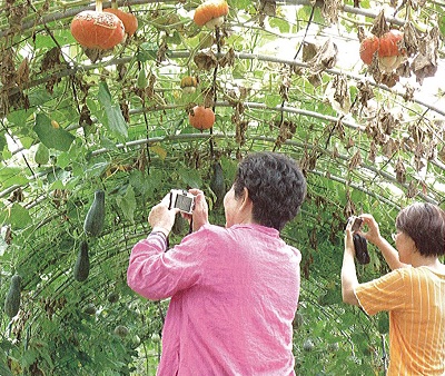 珍珠社區藉由社造帶動社區附近的農場一同發展休閒觀光產業。