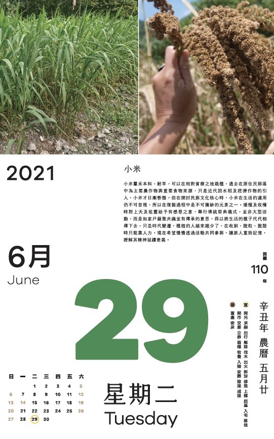 小米屬禾本科，耐旱，可以在相對貧瘠之地栽種，在原住民部落過去為主要農作物與重要食物來源。