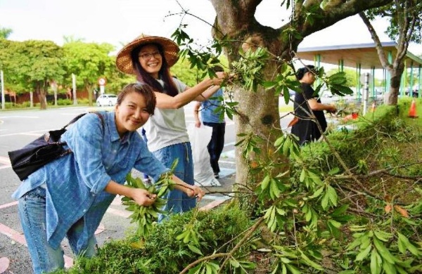 停車場旁疏枝修剪鋸下的杜英枝葉