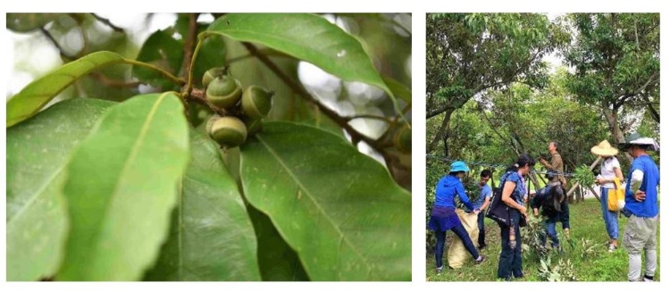 左：青剛櫟。/ 右：採集青剛櫟枝葉。