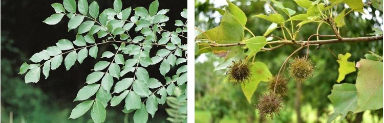 左：九芎枝葉。/ 右：楓香蒴果。