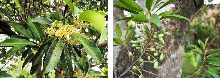 左：杜英開花。/ 右：杜英結果。