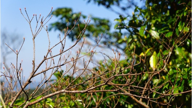 含苞待放的臺灣吊鐘花身影。