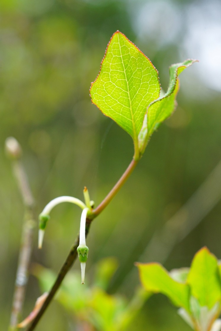 花落之後的子房能否順利著果攸關臺灣吊鐘花的存續。
