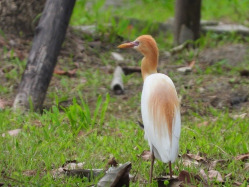 蘭博鳥事一籮筐─黃頭鷺浪潮