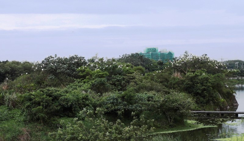 一群正在北返中的黃頭鷺聚集在蘭陽博物館濕地公園內休息。